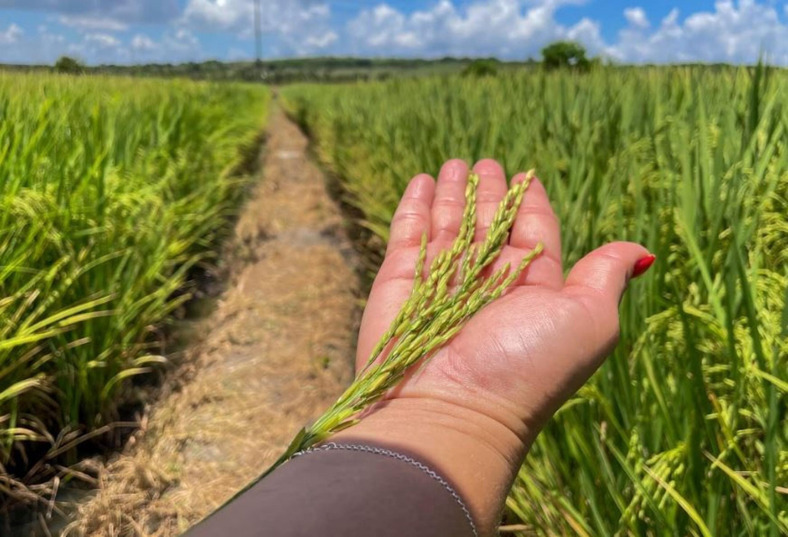 alagoas-mais-arroz-apresenta-resultado-positivo-em-novas-variedades-implantadas-no-baixo-sao-francisco