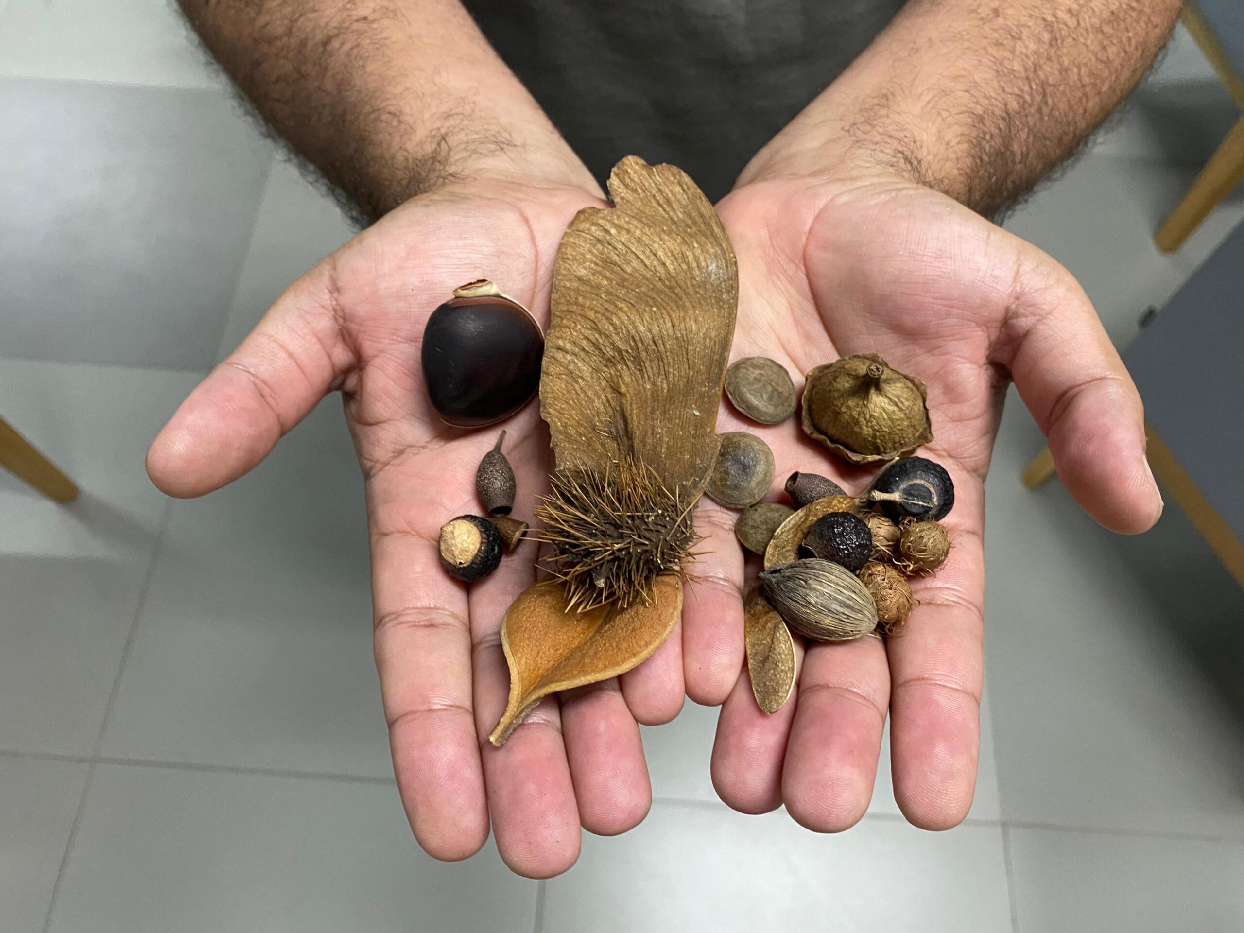 alagoas-mais-verde-projeto-incentiva-a-arborizacao-atraves-de-doacoes-de-mudas