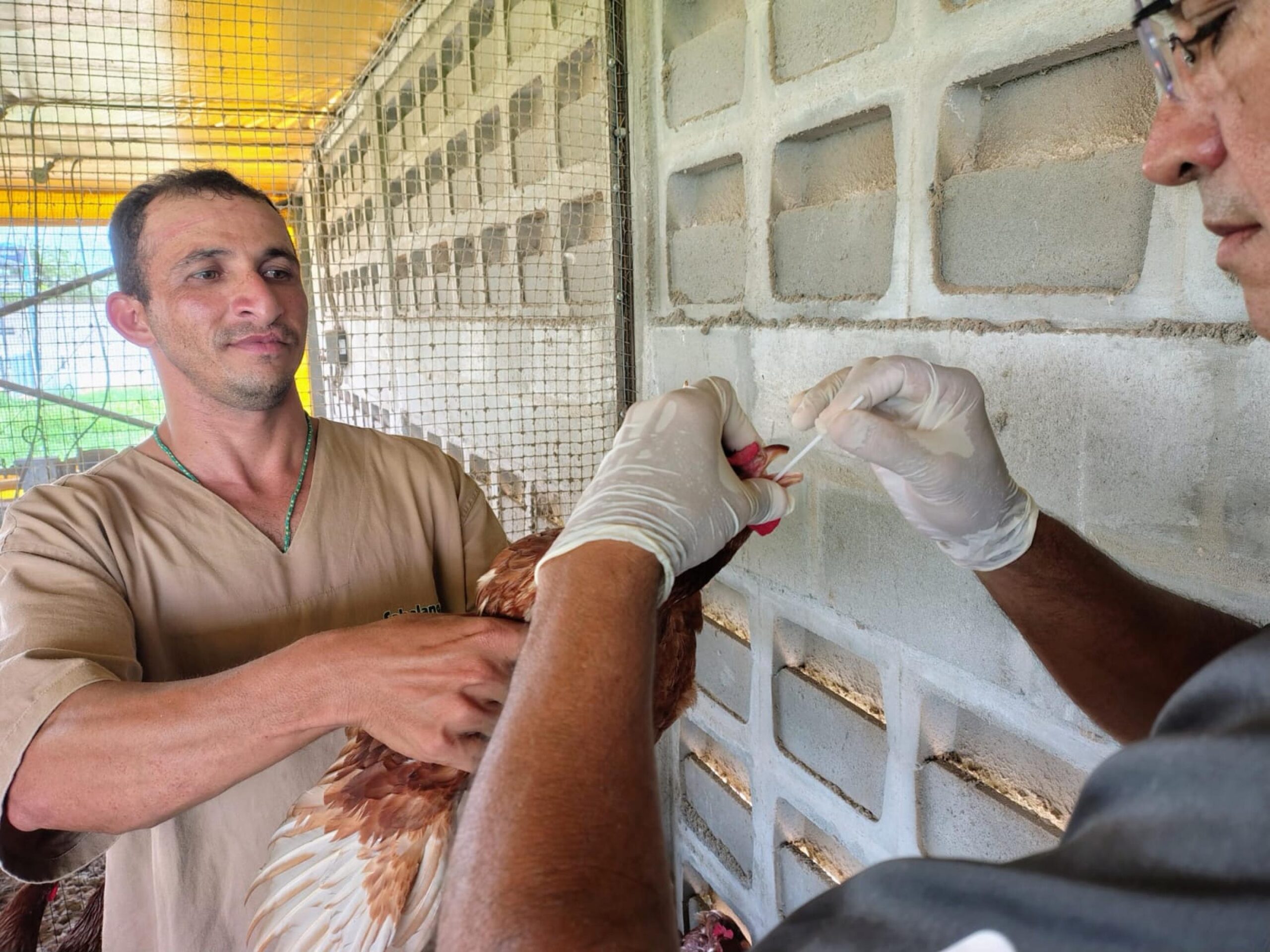 adeal-inicia-coleta-de-amostras-para-identificar-possiveis-focos-de-influenza-aviaria