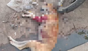 imagem-do-whatsapp-de-2024-11-27-as-181518-4cd243b4