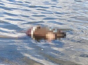 pc-investiga-morte-de-jovem-encontrado-com-marcas-de-tiros-no-vergel-do-lago