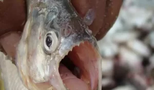 20210104170650535261i