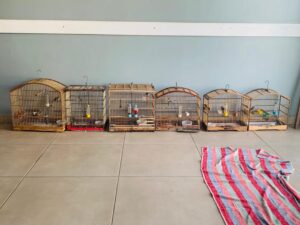 pm-flagra-crime-ambiental-durante-acao-no-territorio-indigena-wassu-cocal