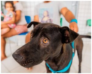 secretaria-de-estado-da-cidadania-ressalta-cuidados-com-caes-e-gatos-em-periodos-chuvosos