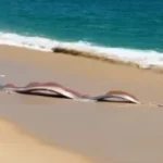 “Peixe do fim do mundo” aparece em praia do México e surpreende turistas