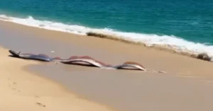 captura-de-tela-2026-03-10-140710