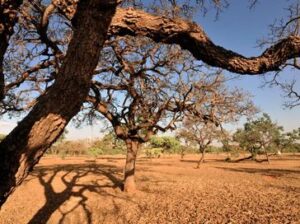 rs=w_364,h_272,i_true,cg_true,ft_cover (9)