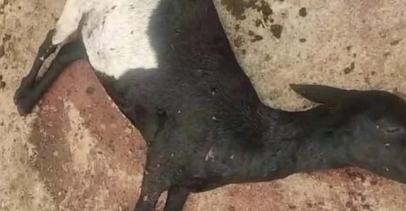 ninguem-dorme-moradores-fazem-vigilia-para-tentar-00892385-f6acbad99e0769e31a524c22308012c2-7