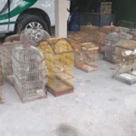 Operação Onda Verde resgata 40 aves silvestres em municípios de Alagoas