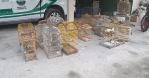 pm-resgata-40-aves-silvestres-durante-operacao-ambiental-no-interior-de-alagoas