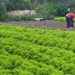 Prefeitura de Arapiraca e Ufal desenvolvem pesquisas sobre a qualidade da água e a produção agrícola