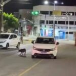 SSP e Polícia Civil investigam morte de dois agentes durante ocorrência no Sertão de Alagoas