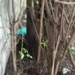 Tentativa de fuga termina com homem assassinado na parte alta de Maceió