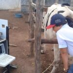 Programa de Melhoramento Genético amplia qualidade do rebanho em 24 comunidades de Arapiraca