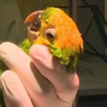 Maritacas são pintadas para parecer papagaios e são resgatadas de tráfico de animais no RJ