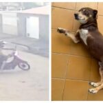 Cachorro é levado por casal em motocicleta e família pede ajuda em Arapiraca