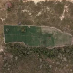 PF deflagra operação e localiza 40 mil plantas de maconha em área de cultivo ilegal
