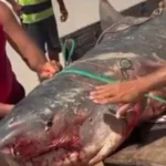 Tubarão-tigre de mais de dois metros é capturado por pescadores em Coruripe