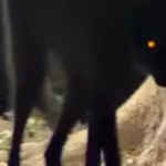 Lobo-guará aparece à noite no Pantanal e surpreende documentarista